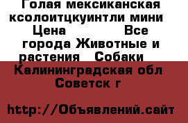 Голая мексиканская ксолоитцкуинтли мини › Цена ­ 20 000 - Все города Животные и растения » Собаки   . Калининградская обл.,Советск г.